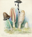 Mushrooms Vintage Watercolor Art
