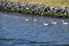 Netherlands Geese