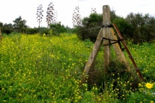 Old Fence Post In Wildflower Meadow