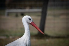 Stork, Large White Bird