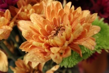 Orange Flower With Droplets