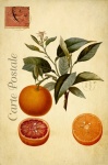 Oranges Vintage French Postcard