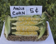 Organic Amish Corn