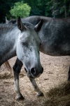 Gray Horse, Animal Portrait