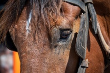 Head Horse, Close-up Eye