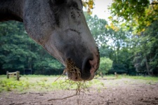 Muzzle Horse, Head