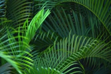 Palm Frond Background