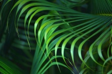 Palm Frond Background