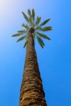 Palm Tree From Below