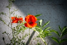 Poppy, Red Flower