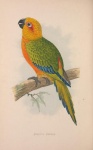 Parakeet Vintage Bird Art