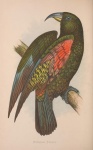 Parrot Vintage Bird Art
