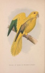 Parrot Vintage Bird Art