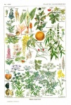 Plant Flowers Botanical Poster