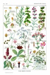 Plant Flowers Botanical Poster
