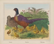 Pheasant Vintage Art
