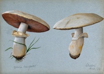 Mushrooms Champion Vintage Illustration