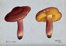 Mushrooms Champion Vintage Art