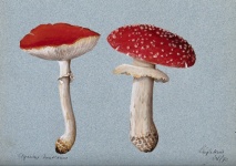 Mushrooms Vintage Art Illustration