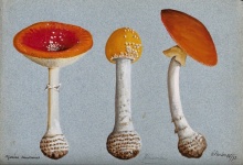 Mushrooms Vintage Art Illustration
