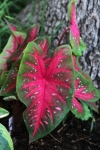 Pink And Green Caladium Plant
