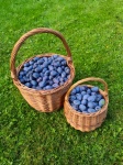 Plums In A Basket