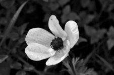 Poppy Flower In Black And White