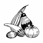 Pumpkins Line Art Illustration