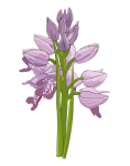 Purple Flowers Clipart