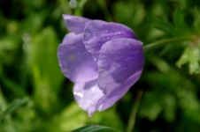 Purple Poppy Flower With Waterdrops