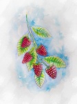Raspberries, Drawing, Berries