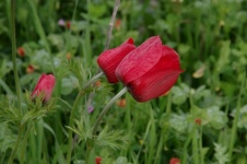 Red Poppy Flowers In Field
