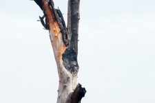Remnant Tree Trunk With Fire Damage