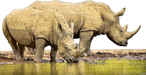 Rhino Drinking By River