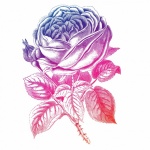 Roses Flower Vintage Clipart