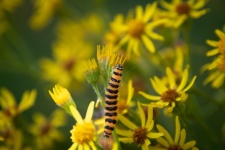 Caterpillar, Zebra Caterpillar