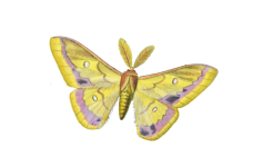 Butterfly Moth Vintage Art