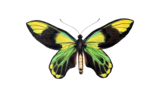 Butterfly Vintage Art Clipart