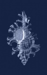 Seashell Blue Art Poster
