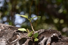 Seedling Growing From Trunk