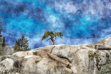 Single Tree Mountaintop Painting