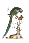 Parakeet Parrot Bird Clipart