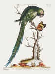 Parakeet Parrot Bird Art
