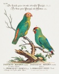 Parakeet Parrot Bird Art