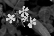 Small Flowers In Black And White