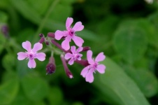Small Pink Flowers With Green Grass