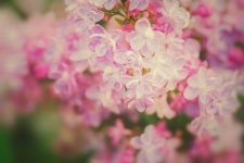 Summer Lilac Blossom Flower