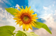 Sunflower Flower Sky Clouds