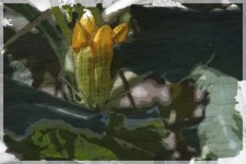 Squash Plant Illustration