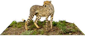 Standing Cheetah 3d